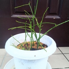 ミルクブッシュ　緑珊瑚　多肉植物　観葉植物ミドリサンゴ