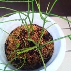 ミルクブッシュ　緑珊瑚　多肉植物　観葉植物ミドリサンゴの画像