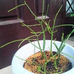 ミルクブッシュ　緑珊瑚　多肉植物　観葉植物ミドリサンゴの画像