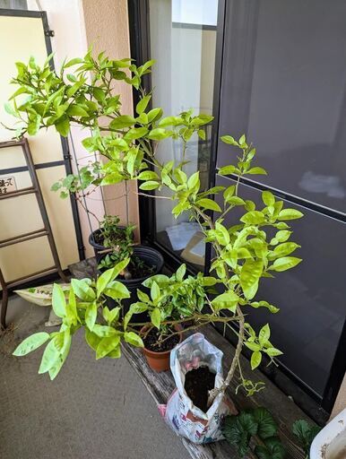 1m20cmのレモンの苗木