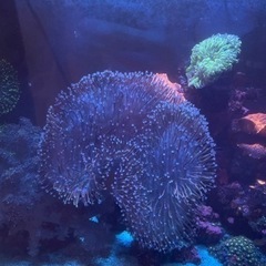 巨大ウミキノコの画像
