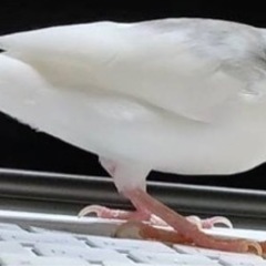白文鳥の「ぷく」を探してます