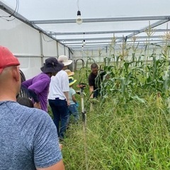 5/6(土)スイートコーン🌽農業体験募集in南城市 - 南城市