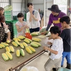 5/6(土)スイートコーン🌽農業体験募集in南城市 − 沖縄県
