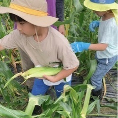 5/6(土)スイートコーン🌽農業体験募集in南城市 - その他