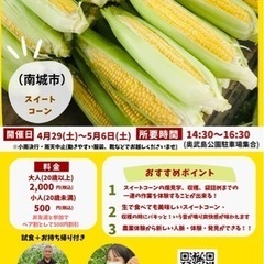5/6(土)スイートコーン🌽農業体験募集in南城市の画像