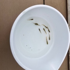 黒メダカ5匹の画像