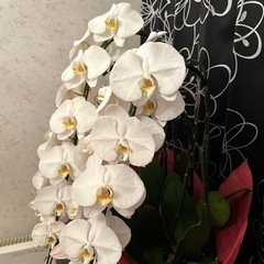 5本入り陶器胡蝶蘭の画像