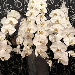 ラッピング済み　胡蝶蘭の画像