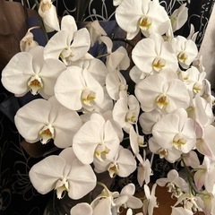 ラッピング済み　胡蝶蘭の画像