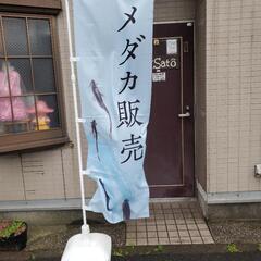 ちょいメダカ　改良めだか販売