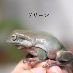 【5月まで】イエアメガエル ブルーアイ ノーマル ペア ２匹の画像