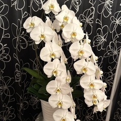 白い陶器　胡蝶蘭3本立ちの画像