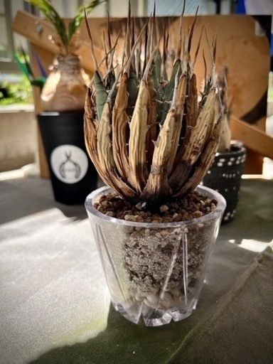 発根済み　アガベ　ユタエンシスエボリスピナ　陽炎　ボールタイプ
