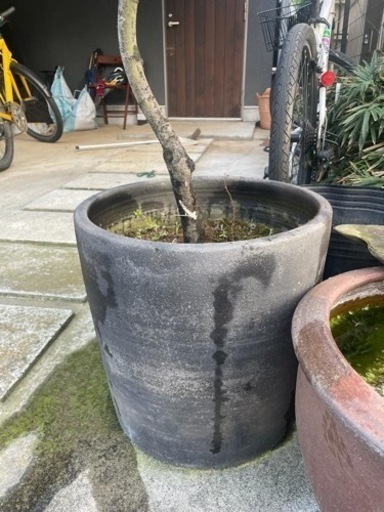 紅葉　もみじ　植木　植物　庭木