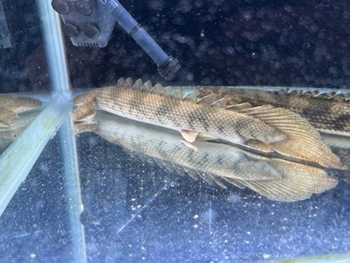 ポリプテルス　エンドリケリー　ガーナボルタ川ワイルド