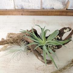 エアー プランツ  流木　 観葉植物の画像