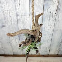 エアー プランツ  流木　 観葉植物の画像
