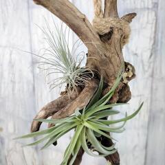 エアー プランツ  流木　 観葉植物の画像