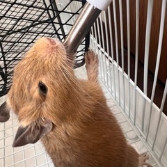 デグー里親募集