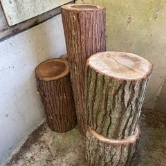 切り株 丸太 広葉樹 針葉樹 DIYの画像