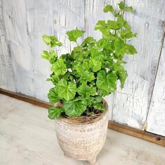 ヘデラ リンダ　観葉植物の画像