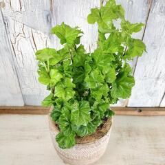 ヘデラ リンダ　観葉植物の画像