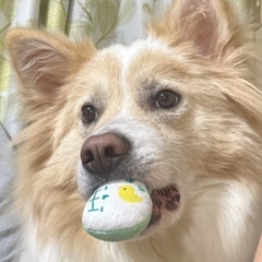 犬友募集