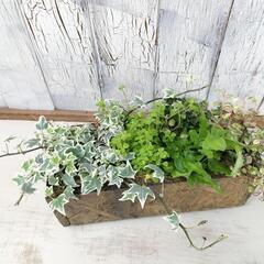【観葉植物】オーダーよせ植え
