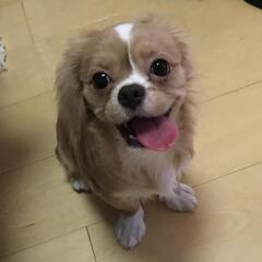 ペキキャバジャンくん5歳　里親様決定しました
