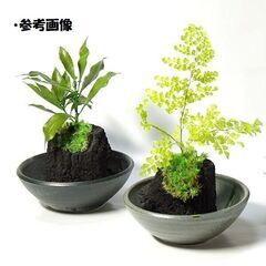 お部屋の飾り　消臭・調湿剤として、炭盆栽、炭花壇にも　とても綺麗な希少炭（池田炭）です。の画像