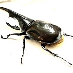 ヘラクレスオオカブトムシ　極太極短血統(BULL)ノーマルタイプの画像