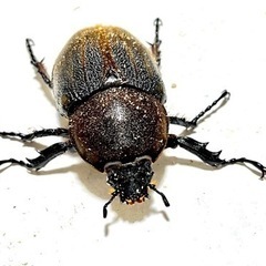 ヘラクレスオオカブトムシ　極太極短血統(BULL)ノーマルタイプの画像