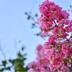 一緒に写真撮影しませんか？(初心者) - 友達