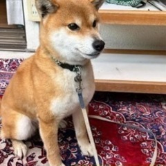 見かけたら教えてください！犬を探しています！