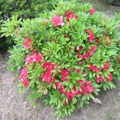 植木・植物いろいろ 差し上げます。