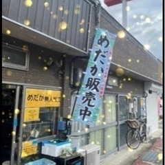 めだか メダカ  レッドクリフおわけいたします！