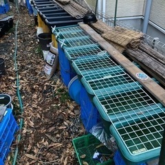 ４月13日日曜日めだか販売は雨天予報の為中止にしますの画像