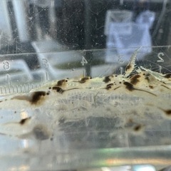 スノーホワイトシュリンプ　1匹100円〜の画像