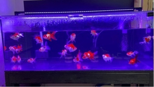 金魚15匹まとめて売ります