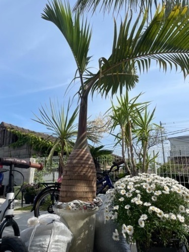 トックリヤシ　特大　貴重　2m以上