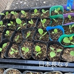 やさい苗 販売✨どれでも3個で100円の画像