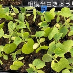 やさい苗 販売✨どれでも3個で100円の画像