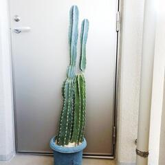商談成立いたしました。柱サボテン