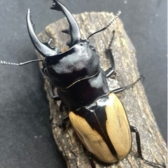 【凪クワガタ】ブルマイスターツヤクワガタ　1〜2齢幼虫