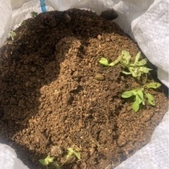 庭土を譲りますの画像