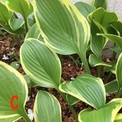 ぎぼうし/ホスタ一1芽円200より（5月限定）の画像