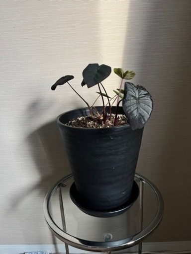 観葉植物/希少/コロカシア ブラックサファイア ゲッコー/40cm