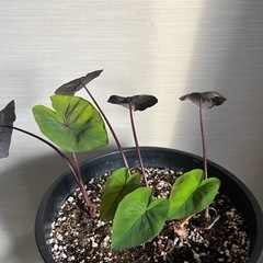 観葉植物/希少/コロカシア ブラックサファイア ゲッコー/40cmの画像