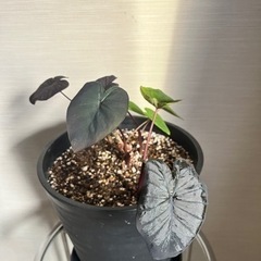 観葉植物/希少/コロカシア ブラックサファイア ゲッコー/40cmの画像